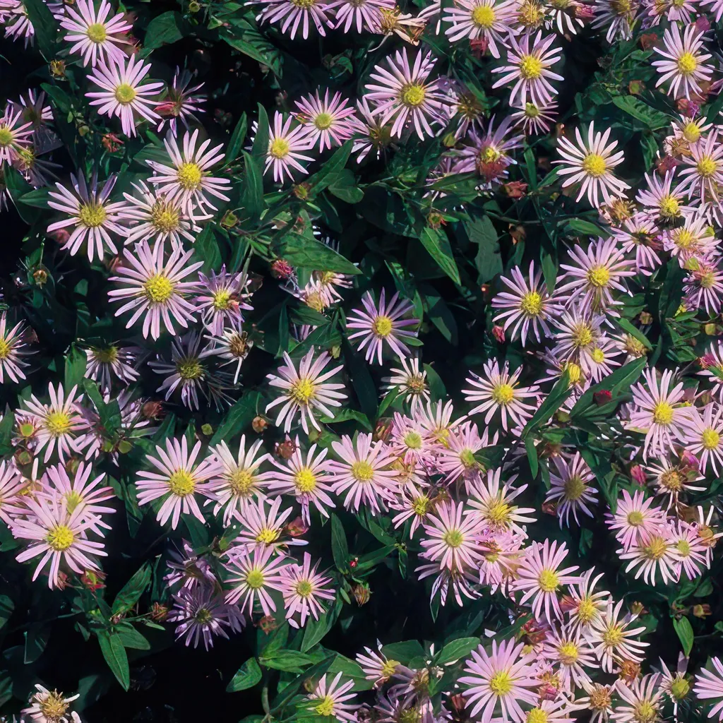Aster Asran : la solution pour un jardin fleuri sans entretien - 24 plants
