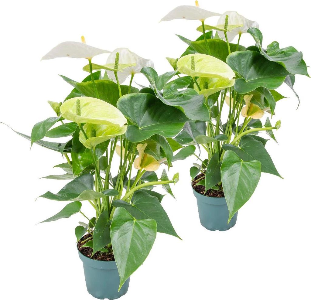 Bloomique - 2er Set - Anthurium Andreanum - Weiß - Flamingoblume - Blühende Zimmerpflanzen - Pflegeleicht - Höhe 30-40 cm - Topf 12 cm