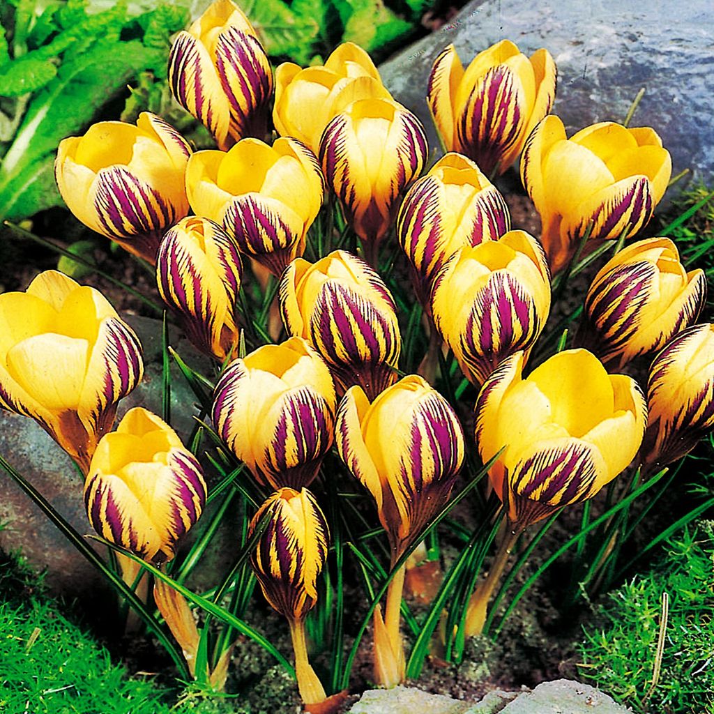 Bulbi da fiore Bulbi Crocus a fiore grande Crocus Saturnus Immagine del prodotto 