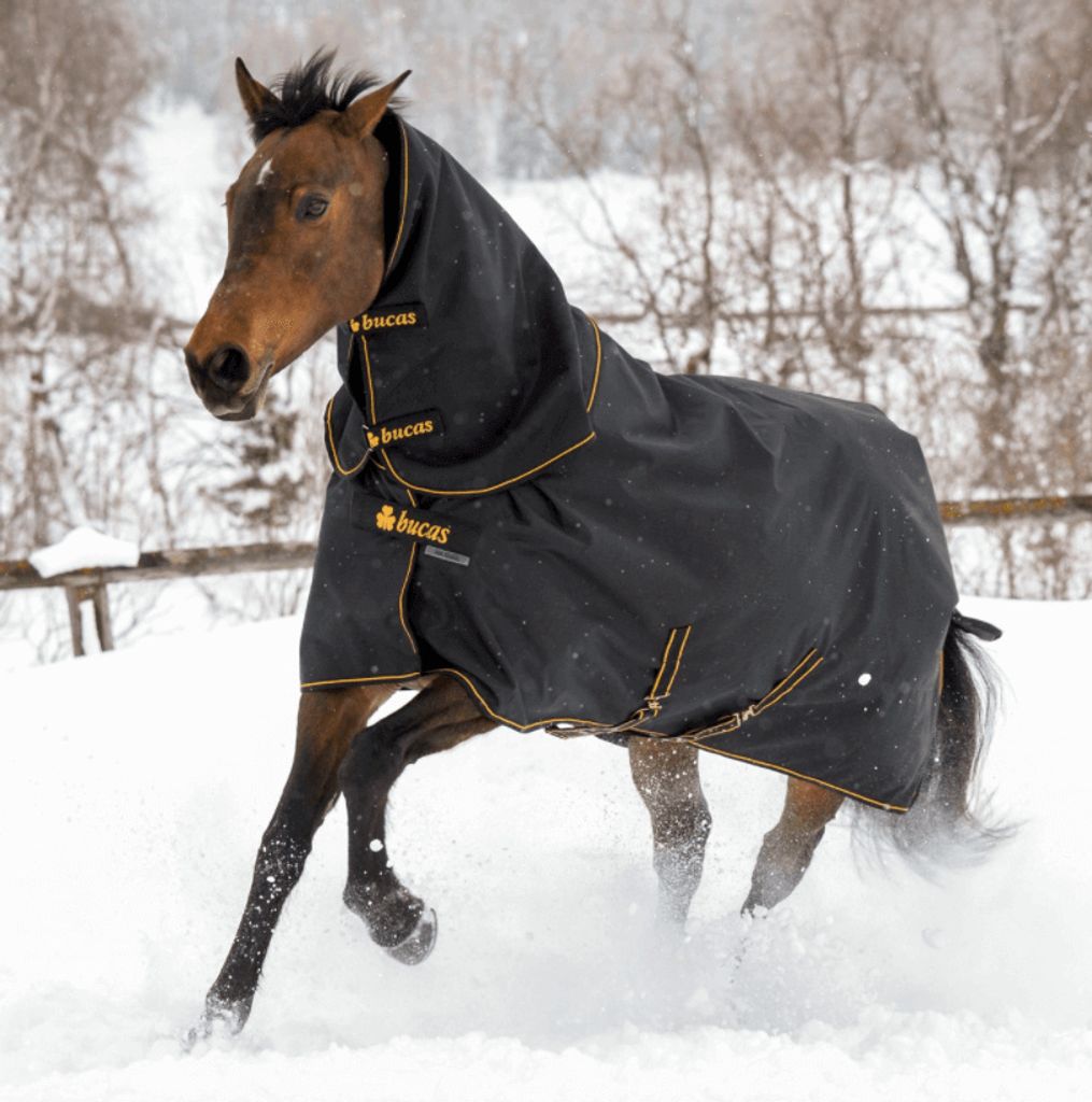 A horse wearing a black turnout rug with gold trim runs through snow.