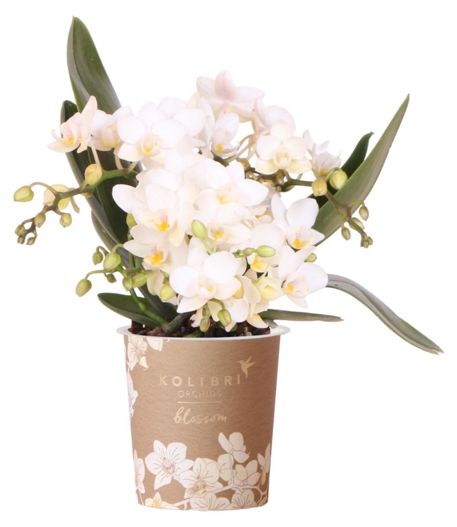 Kolibri Orchids Weiße Phalaenopsis Orchidee - Nazaré - Produktbild 
