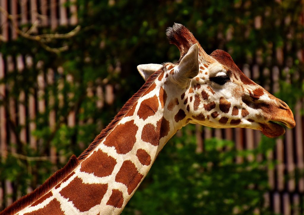 hansepuzzle 78843 - Giraffe Puzzle, 260 Teile, Natur, 41,0 x 28,0cm mit hochwertiger Aufbewahrung, Kartonbox und wiederverschließbarem Beutel