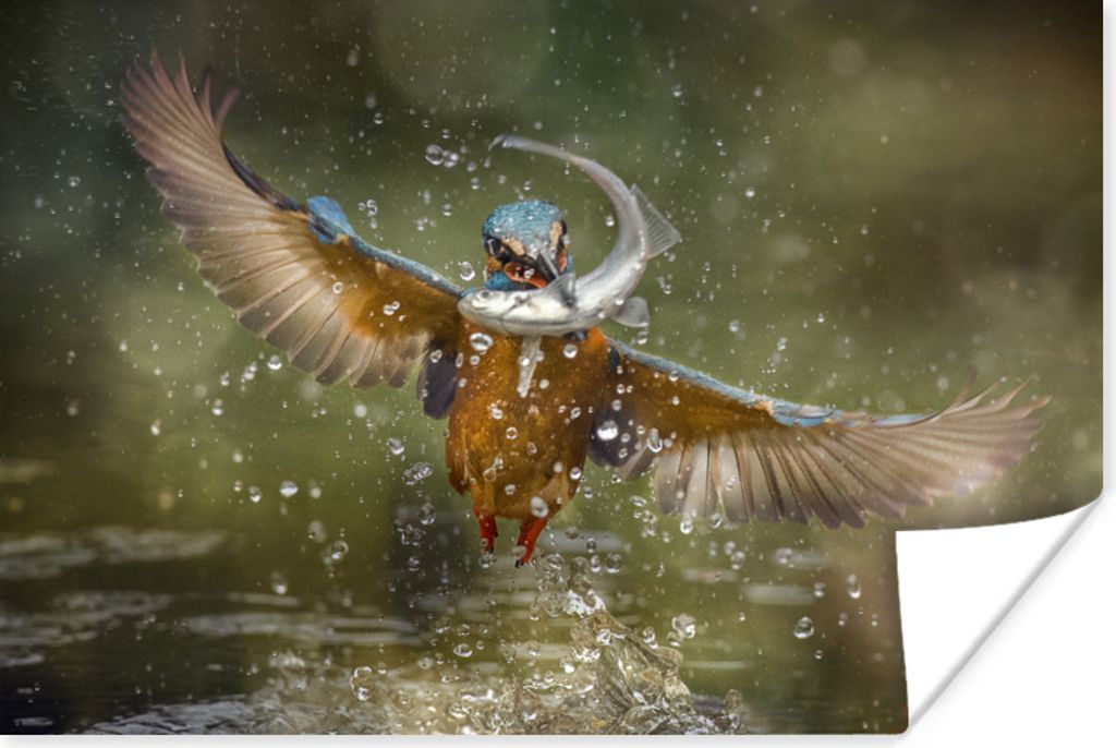 MuchoWow Poster Eisvogel - Fisch - Wasser 120x80 cm - Bilder