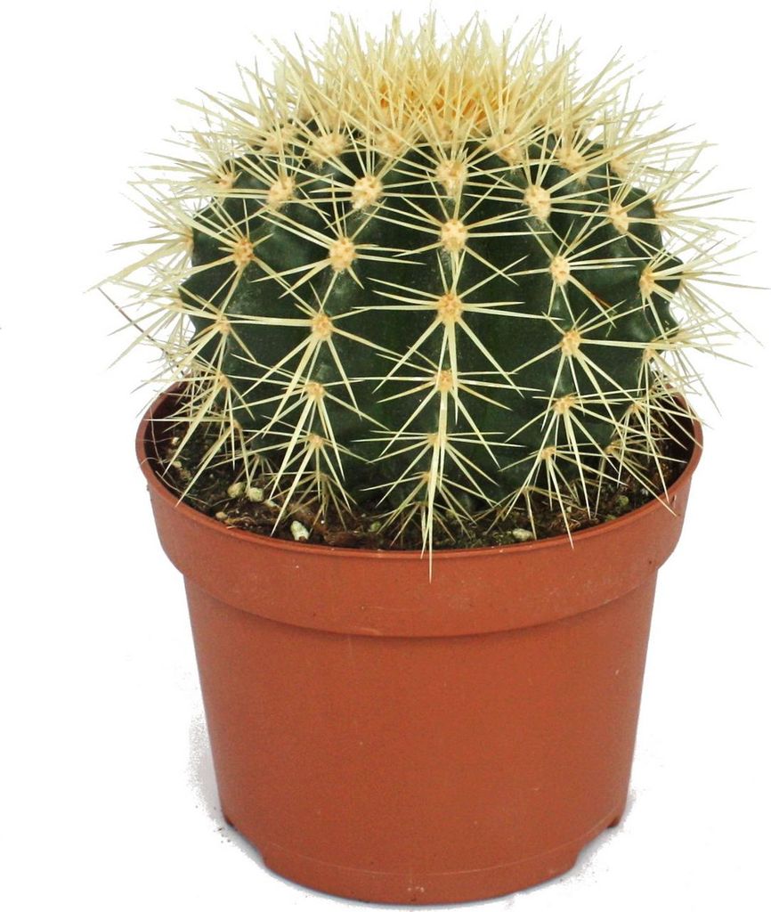 Echinocactus grusonii - Schwiegermutterstuhl - im 12cm Topf Produktbild 