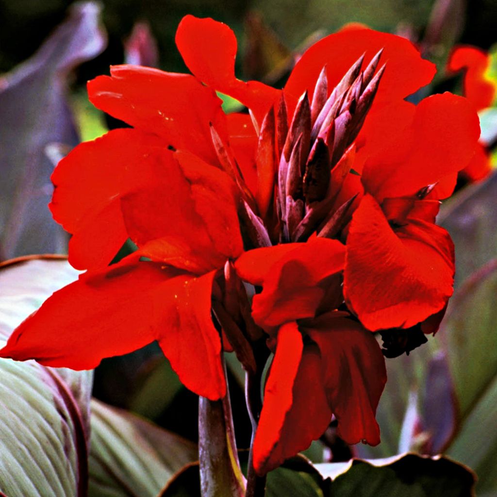 Canna Blüten Knolle Töpfe Garten Kanna Evening Star 1 St. Produktbild 