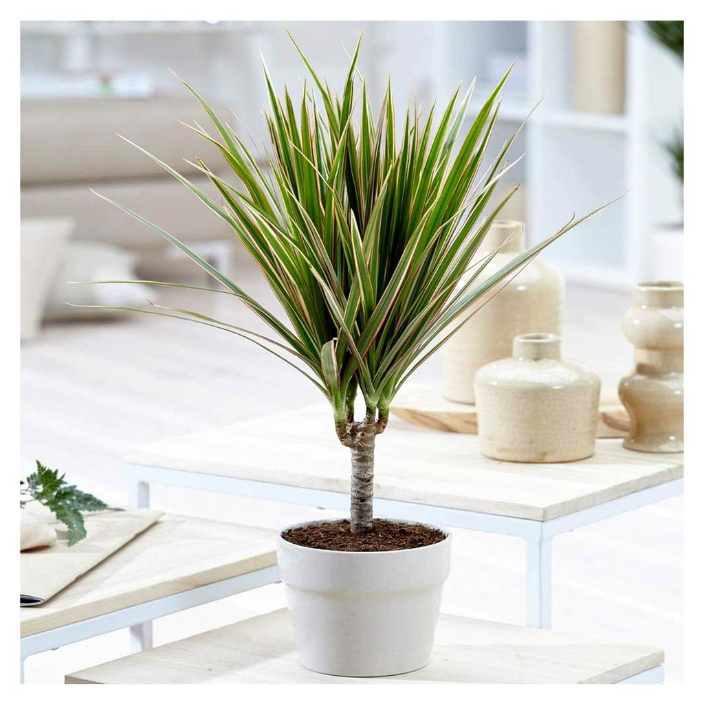 Drachenbaum aus Madagaskar - Tropische Dracaena im 13 cm Topf für Zuhause oder Büro