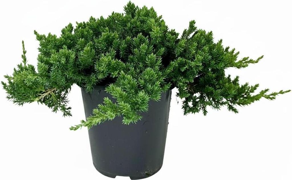 Juniperus procumbens 'Nana', Kriech-Wacholder, 20–25 cm Produktbild 