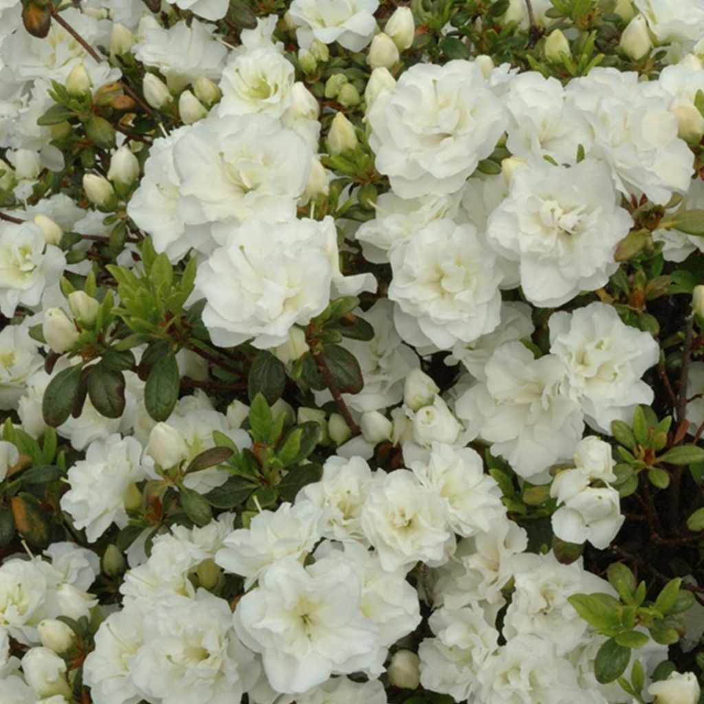 Azalia krzew Rhododendron obtusum - Azalia japońska Zdjęcie produktu 