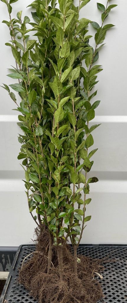 10 kusov zlatolistého ligustra – Ligustrum ovalifolium Obrázok produktu 