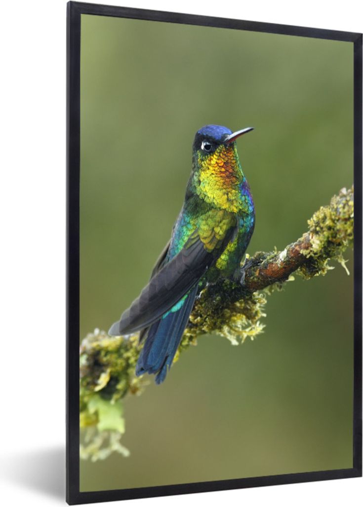 MuchoWow Gerahmtes Poster Vogel - Kolibri - Farben 20x30 cm - Poster mit Schwarzem Bilderrahmen Wandposter Rahmen Foto Bilder - Drucken - Bilder ...