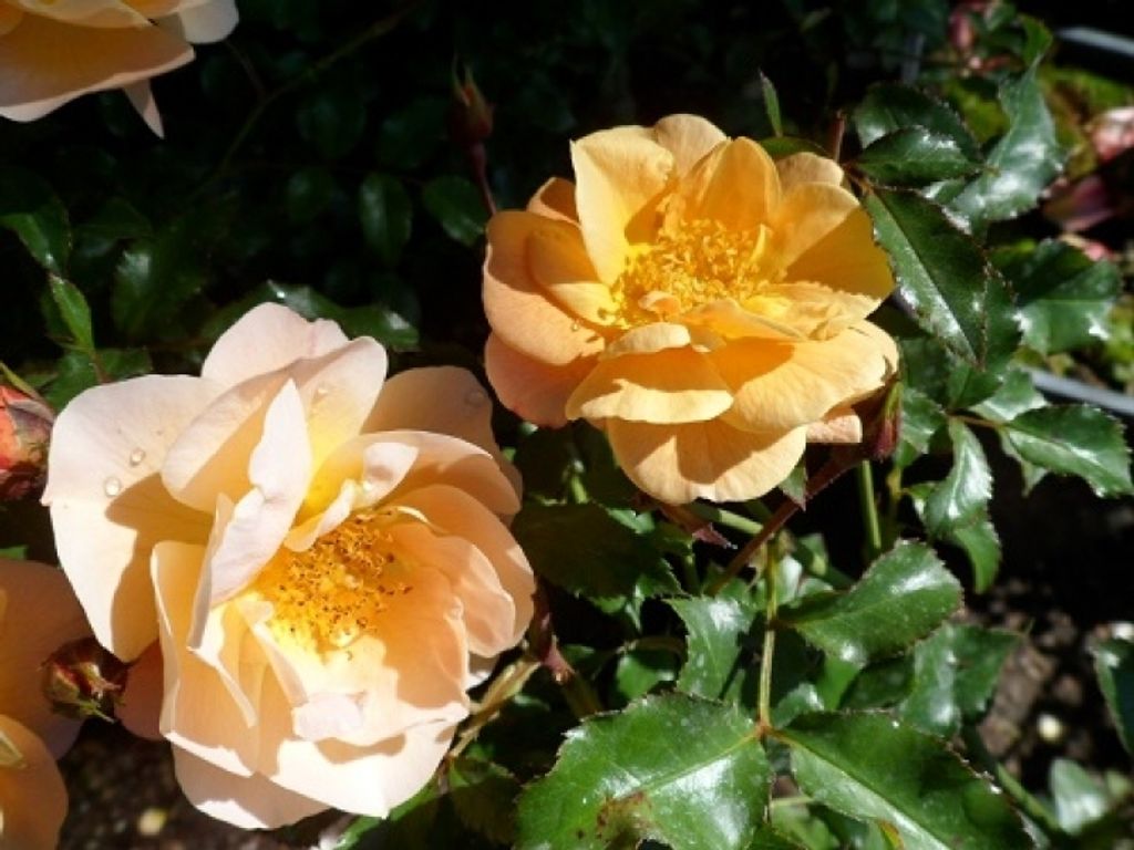 Bodendeckerrose Sedana Noa97400A , Noack, ADR-Rose, Co. 5 L