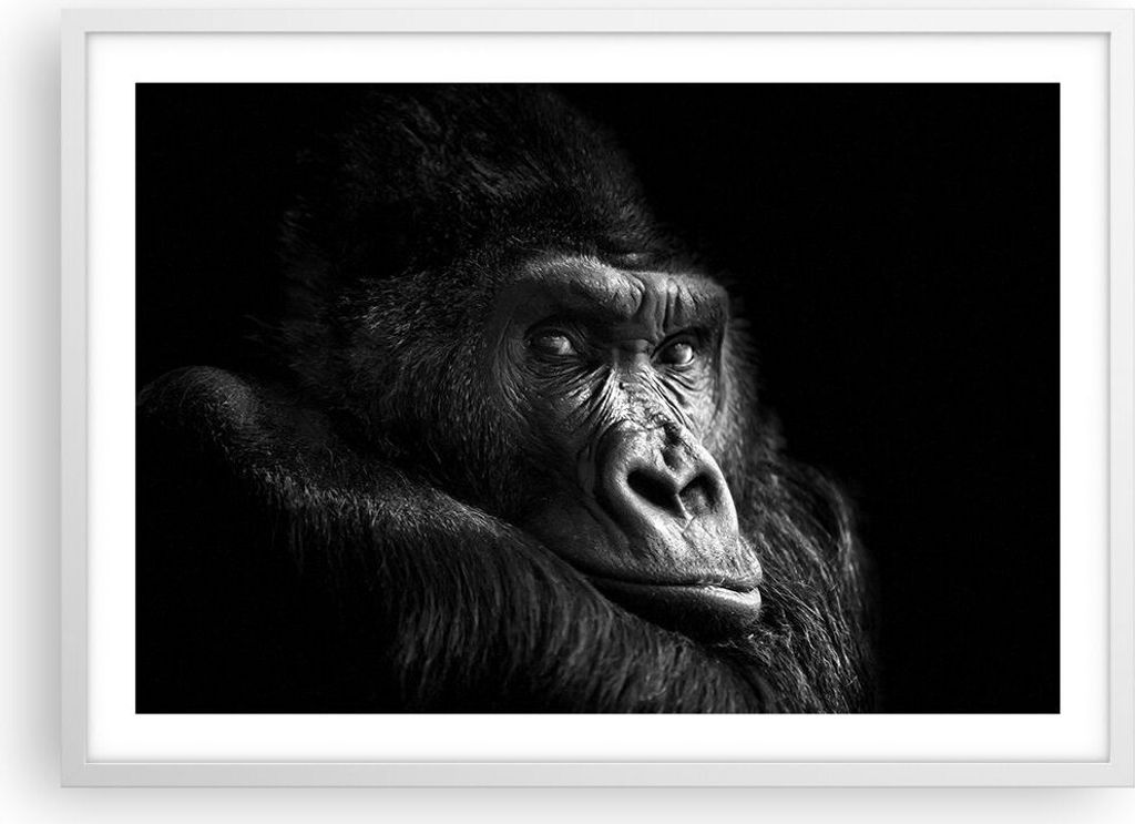 Gerahmtes Poster - Weißer Rahmen - Affe Gorilla Porträt - 70x50 cm - Wand Bild - Wanddeko - Wandbilder - Kunstposter - Wandposter - Bilderrahmen ...