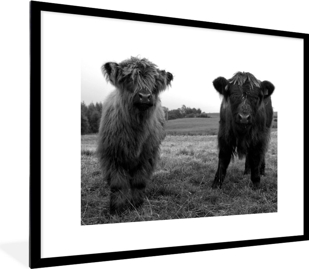MuchoWow Gerahmtes Poster Schottische Highlander - Kühe - Natur - Grün - Gras 80x60 cm - Poster mit Schwarzem Bilderrahmen Wandposter Rahmen Fo...