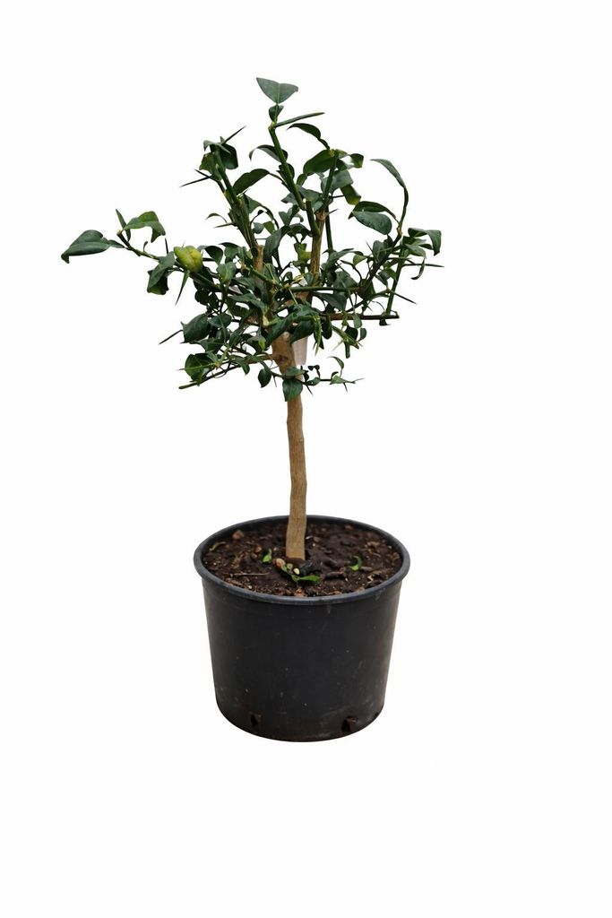 Roślina yuzu (Citrus x junos), 70–100 cm, mrozoodporna do Zdjęcie produktu 