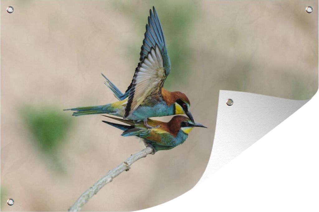 MuchoWow 90x60 cm Outdoor-Poster Gartendeko Sichtschutz Garten Poster für den Garten Bienenfresser (Merops apiaster) bei der Kopulation, Gerolsh...