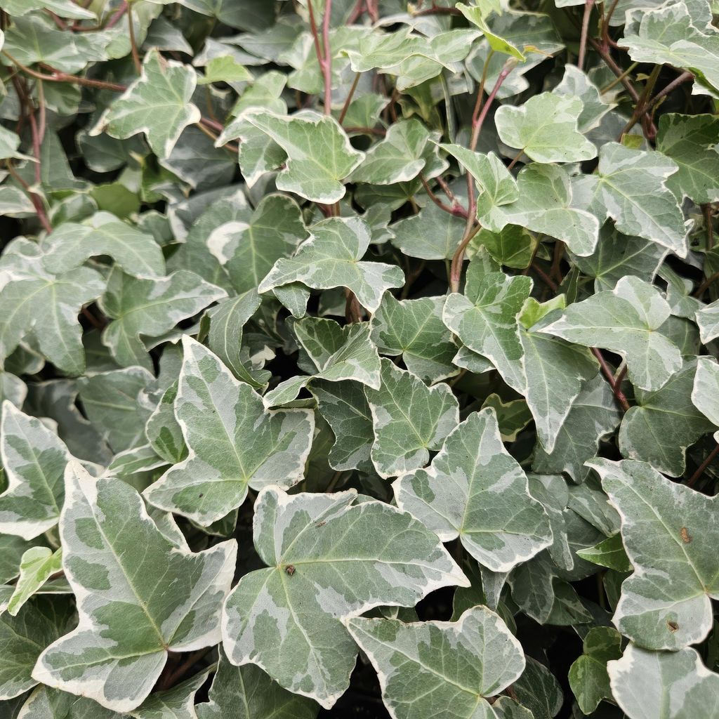 Hedera helix 'Glacier' – Bunter Efeu – 48 Pflanzen – 10–25cm – Ø9cm – Immergrüner Kletter- & Bodendecker – Pflegeleicht & schnit...