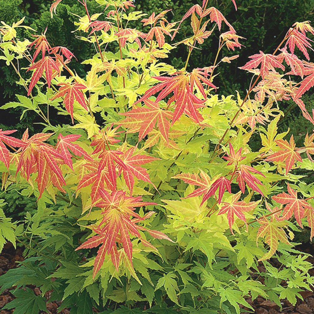 Fächerahorn - Acer palmatum 'Orange Dream' | 50-60 cm in Container