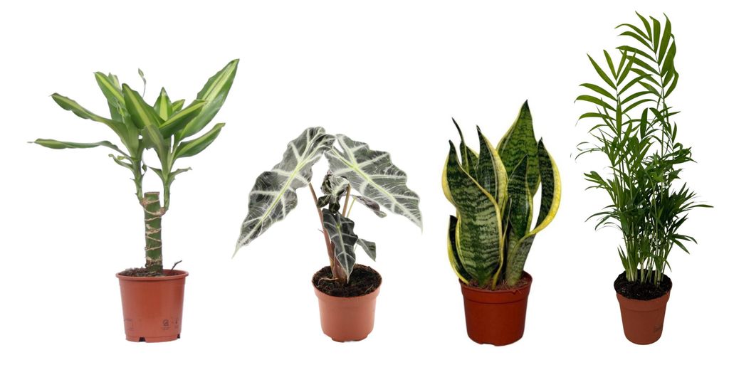 Zimmerpflanzen Set 4er: Alocasia Polly, Bogenhanf, Produktbild 