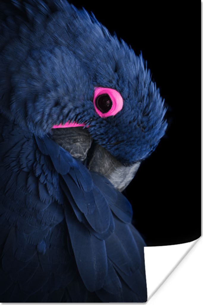 MuchoWow Poster Papagei - Vogel - Blau 120x180 cm - Kunstposter