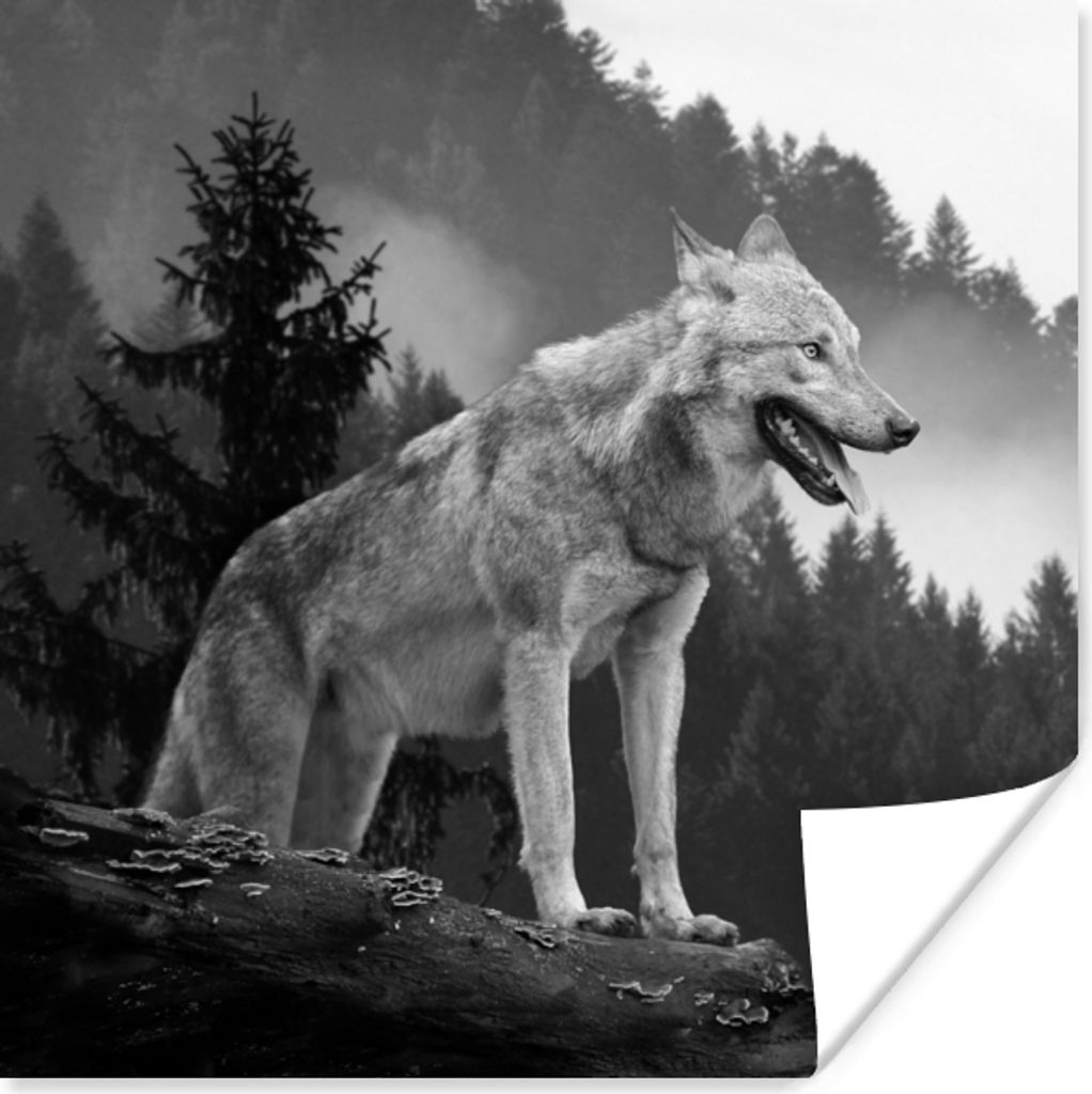 MuchoWow Poster Wolf - Wald - Schwarz - Weiß 30x30 cm - Wandposter - Printing