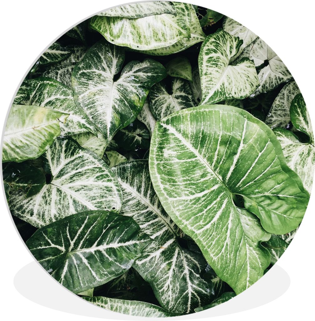 MuchoWow Rundes Wandbild - Runde Bilder Blätter - Pflanzen - Natur Ø 90 cm Kreis Wanddekoration Kunststoff - Wandkreis - Wandschmuck - Wand-Kre...