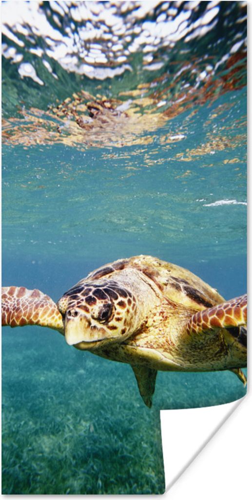 MuchoWow Poster Schildkröte - Wasser - Blau 60x120 cm - Wandschmuck