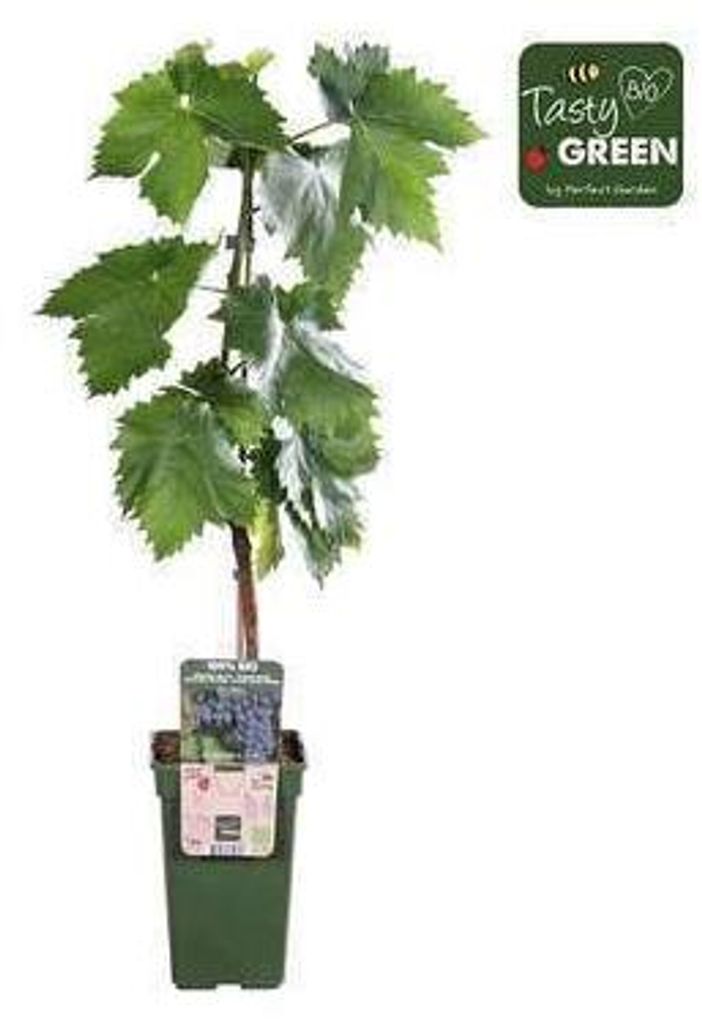 Vitis vinifera 'Venus' - Blauwe druivensoort 'Venus' zonder Productafbeelding 