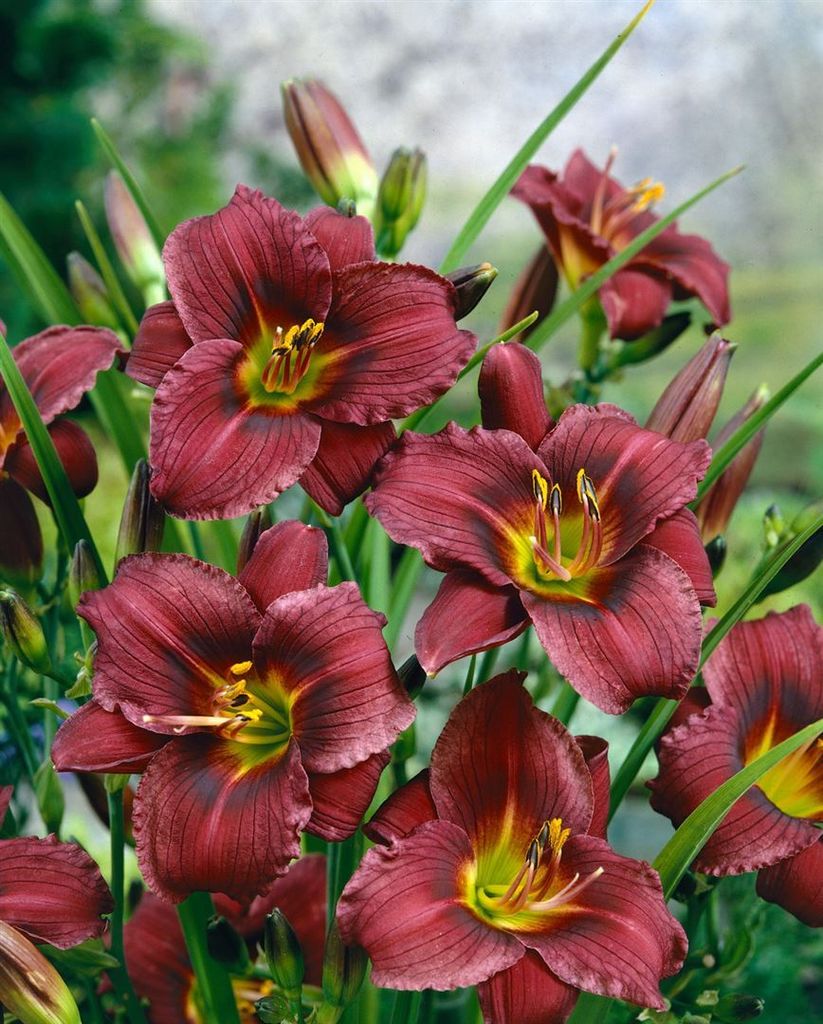 Hemerocallis x cult.'Little Grapette', Taglilie, violett, ca. 11x11 cm Topf