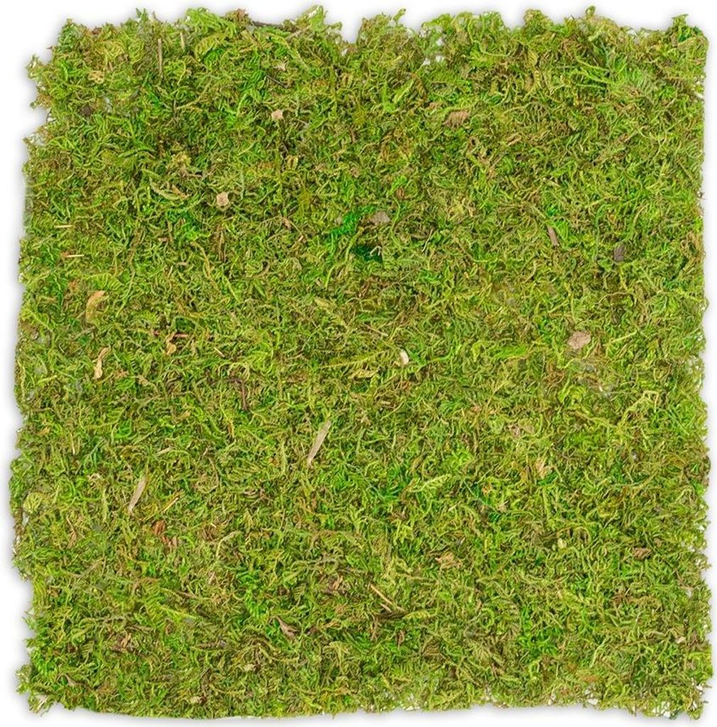 Moosplatte, Quadratisch, Größe ca. 38 x 38cm | Moosbild selber machen