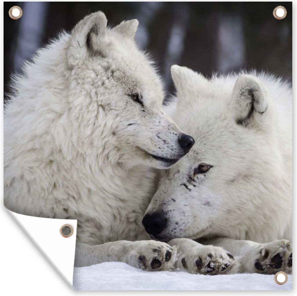 MuchoWow 50x50 cm Outdoor-Poster Gartendeko Sichtschutz Garten Poster für den Garten Wölfe - Schnee - Familie