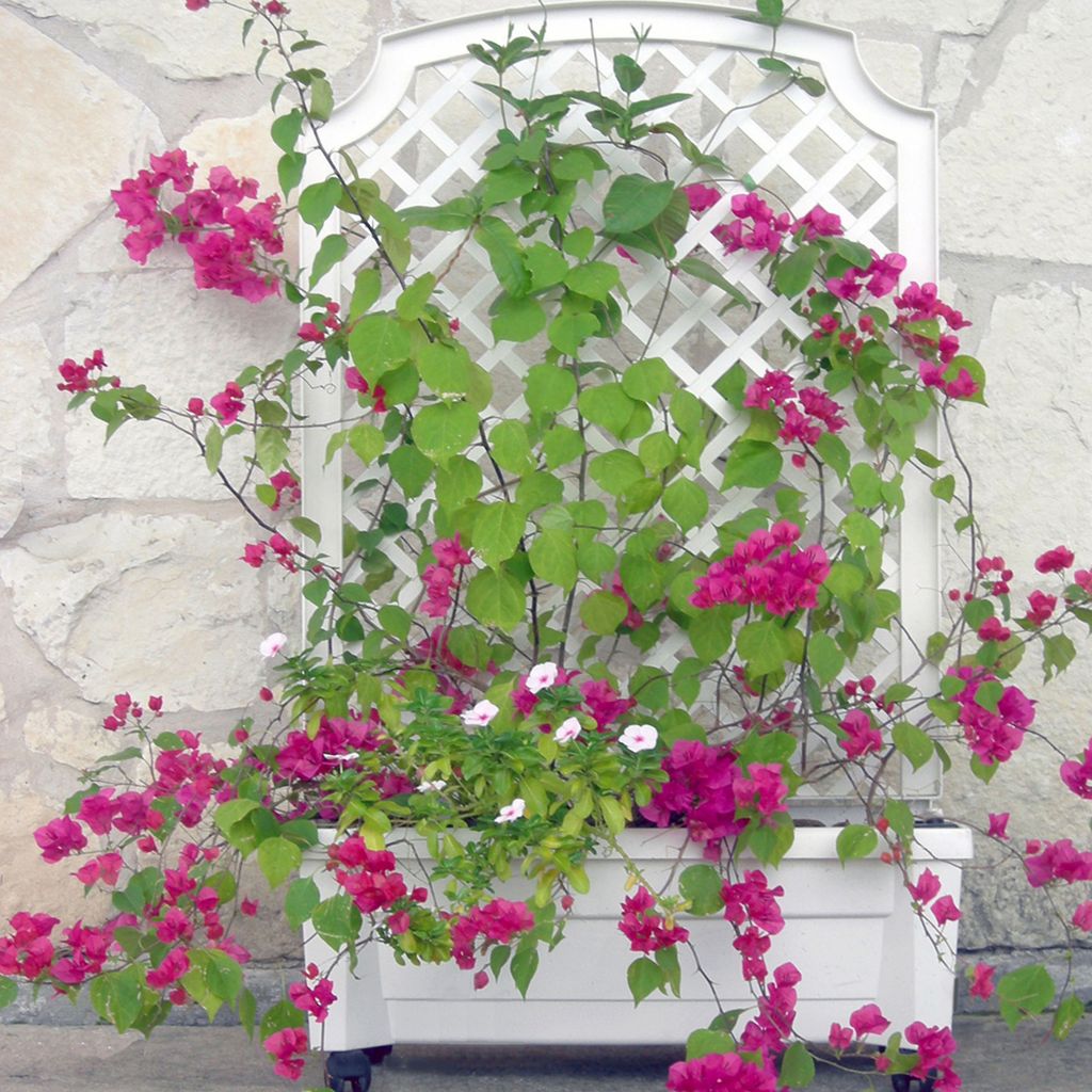 Pflanzkasten NYVIGreen 79x35x134 cm 42 Liter mit Bewässerungssystem & Spalier - Pflanzkübel aus wetterfestem & recyceltem Kunststoff, Farbe:Weiß