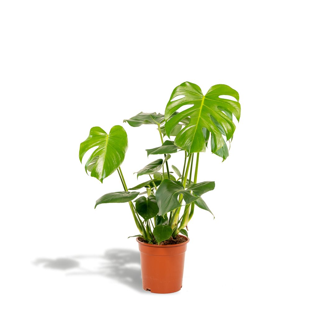 hello plants | monstera deliciosa - fensterblatt - 80cm hoch, 21Ø -  zimmerpflanze - ohne korb