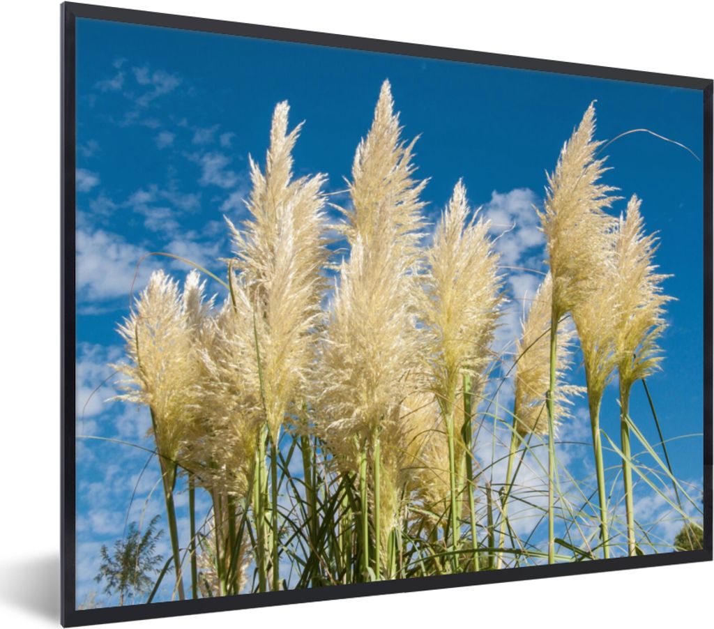 MuchoWow Gerahmtes Poster Pampasgras - Pflanze - Natur 80x60 cm - Poster mit Schwarzem Bilderrahmen Wandposter Rahmen Foto Bilder - Schwarzem - M...