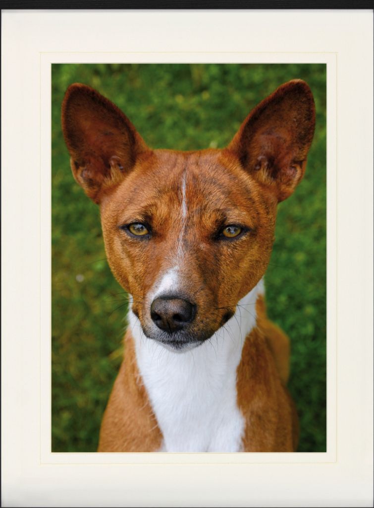 Hunde Gerahmtes Bild Mit Edlem Passepartout | Wand-Bilder | Im Bilderrahmen - Basenji, Kongo Terrier (80 x 60 cm)