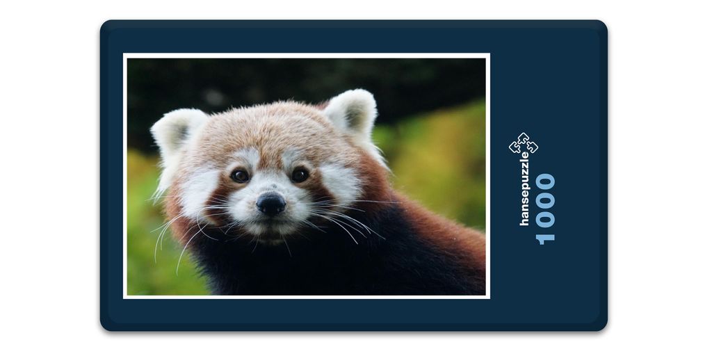 hansepuzzle 12872 - Kleiner Panda Puzzle, 1000 Teile, Tierwelt, 60,0 x 46,0cm mit hochwertiger Aufbewahrung, Kartonbox & Beutel