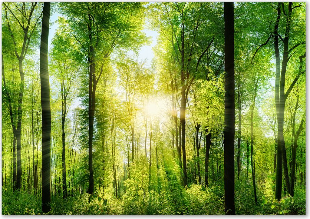 Tulup Leinwandbild - 100x70 cm - Wandkunst - Drucke auf Leinwand - Leinwanddruck - Landschaften - Grün - Wald Sonne
