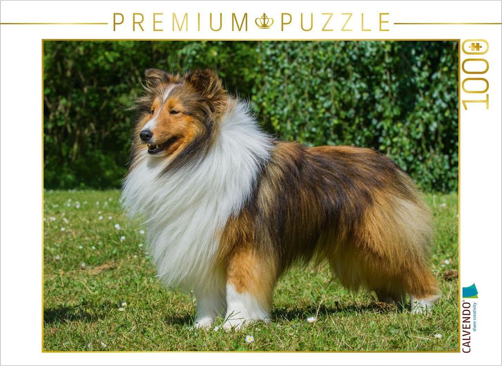 CALVENDO Puzzle Sheltie – 1000 Teile, 64x48 Cm Lege-Größe, Foto-Puzzle Mit Hundemotiv