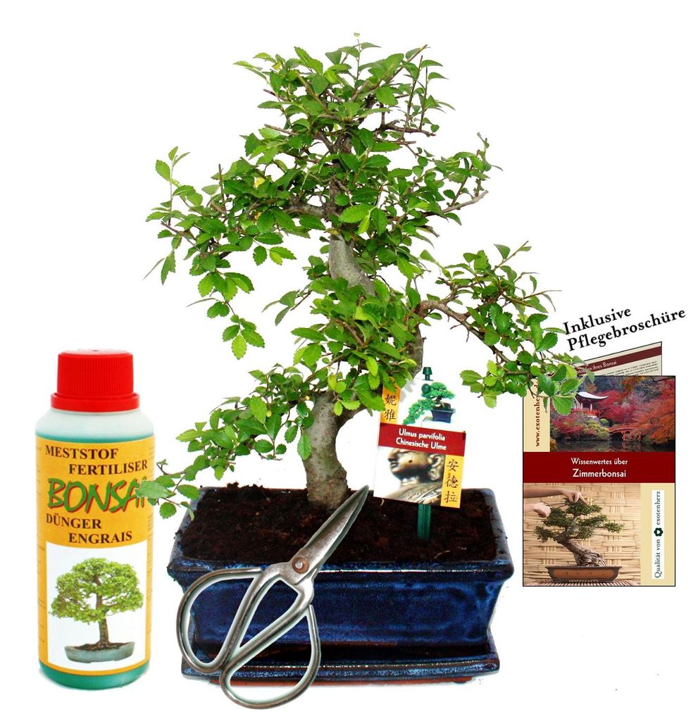 Geschenkset Bonsai "Ulmus" - Chinese Ulme - ongeveer 8 jaar Productafbeelding 