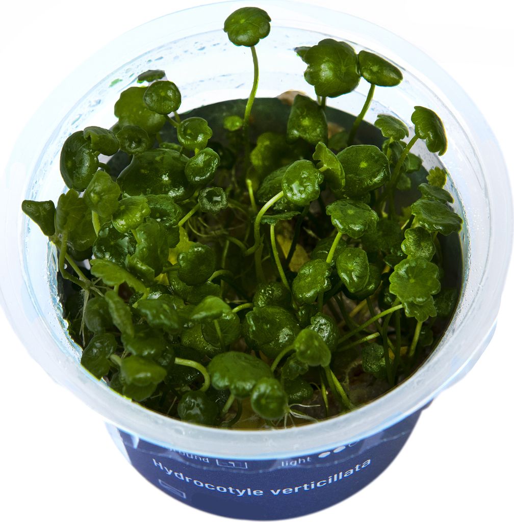 Hydrocotyle verticillata In-Vitro Cup algen- und schneckenfrei