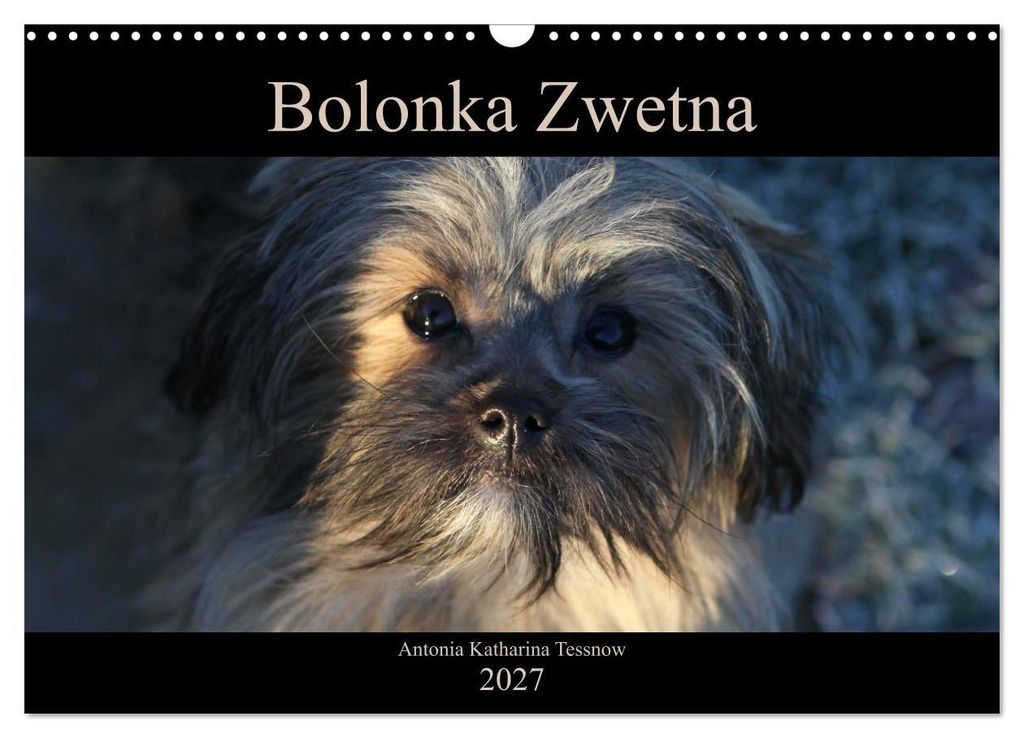 Bolonka Zwetna 2027 (Wandkalender 2027 DIN A3 quer), CALVENDO Monatskalender