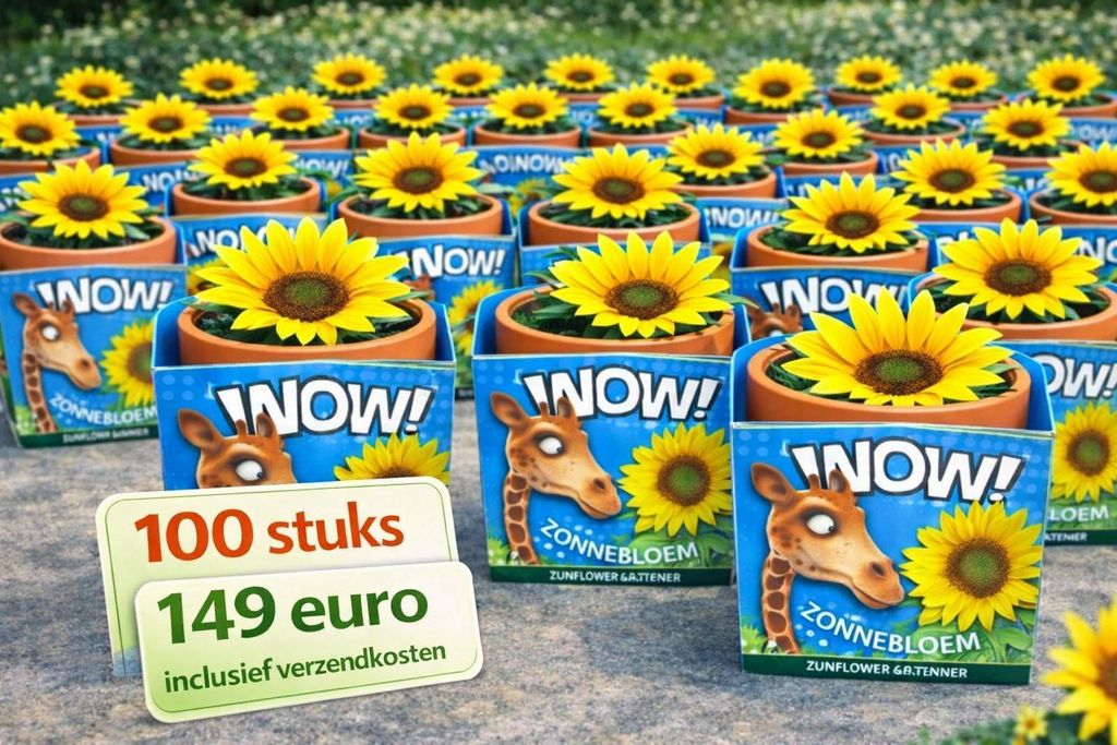 100 Stück Sonnenblumensamen im Terrakottatopf – Helianthus annuus | 149 € inkl. Versandkosten