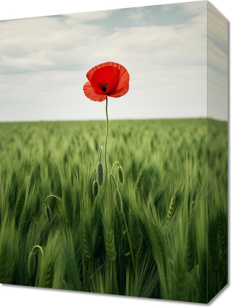 Bild 30x40cm Einsamer Mohn im Feld