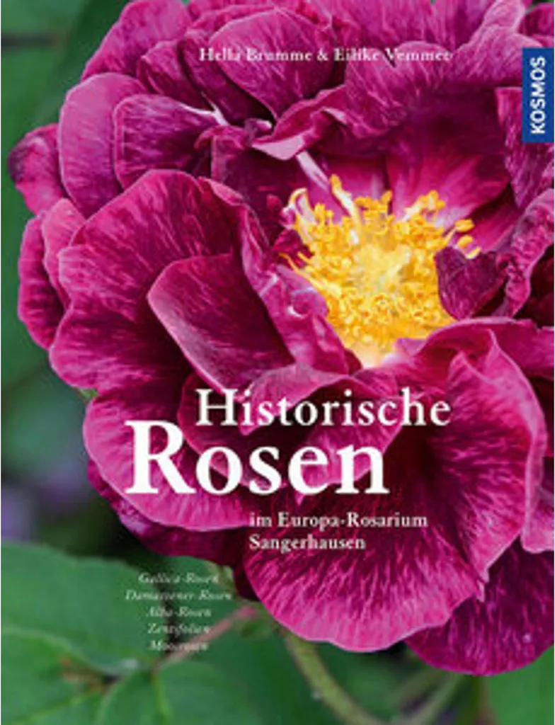 Rosier Historique Facile : La Solution pour des Roses sans Traitement Chimique