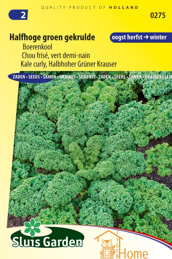 Grünkohl, halbhoch, gekräuselt | Winterharter Grünkohl | Reich an Vitaminen | Perfekt für Eintöpfe und gesunde Gerichte