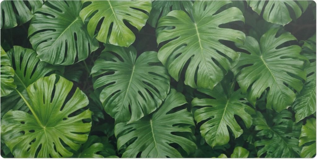 Monstera Geht– Schreibtischunterlage – Schreibtisch Tischunterlage – 100x50 cm – Unterlage Groß Schreibtischmatte