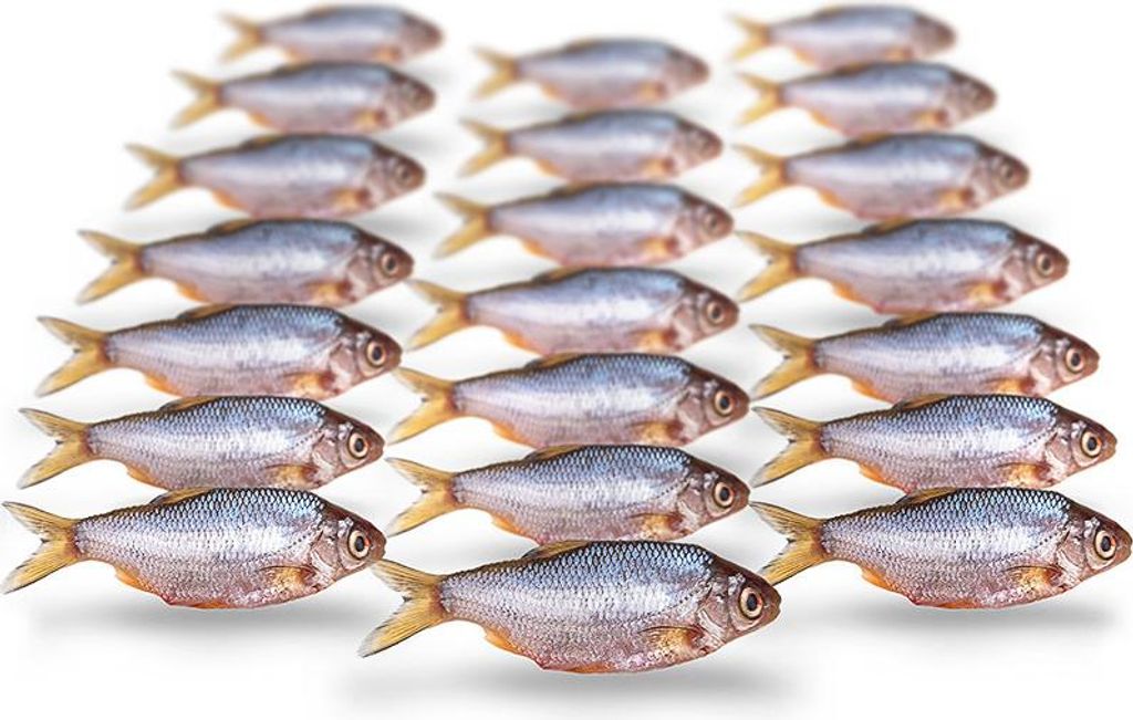 Prebaits Rotauge / Güster Mini Produktbild 