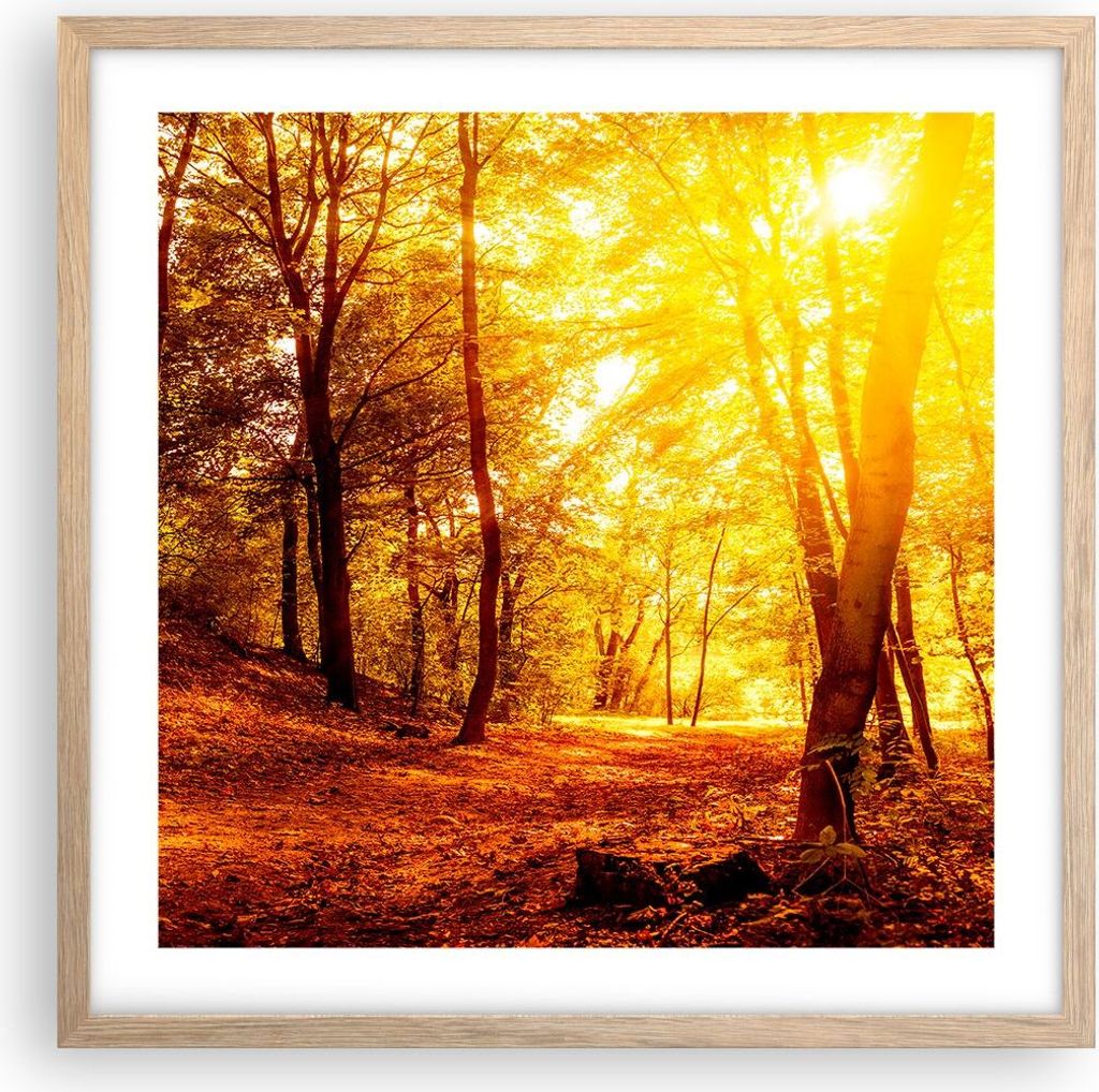 Gerahmtes Poster - Rahmen in heller Eiche - Wald Baum Natur - 50x50 cm - Wand Bild - Wanddeko - Wandbilder - Kunstposter - Wandposter - Bilderrahme...