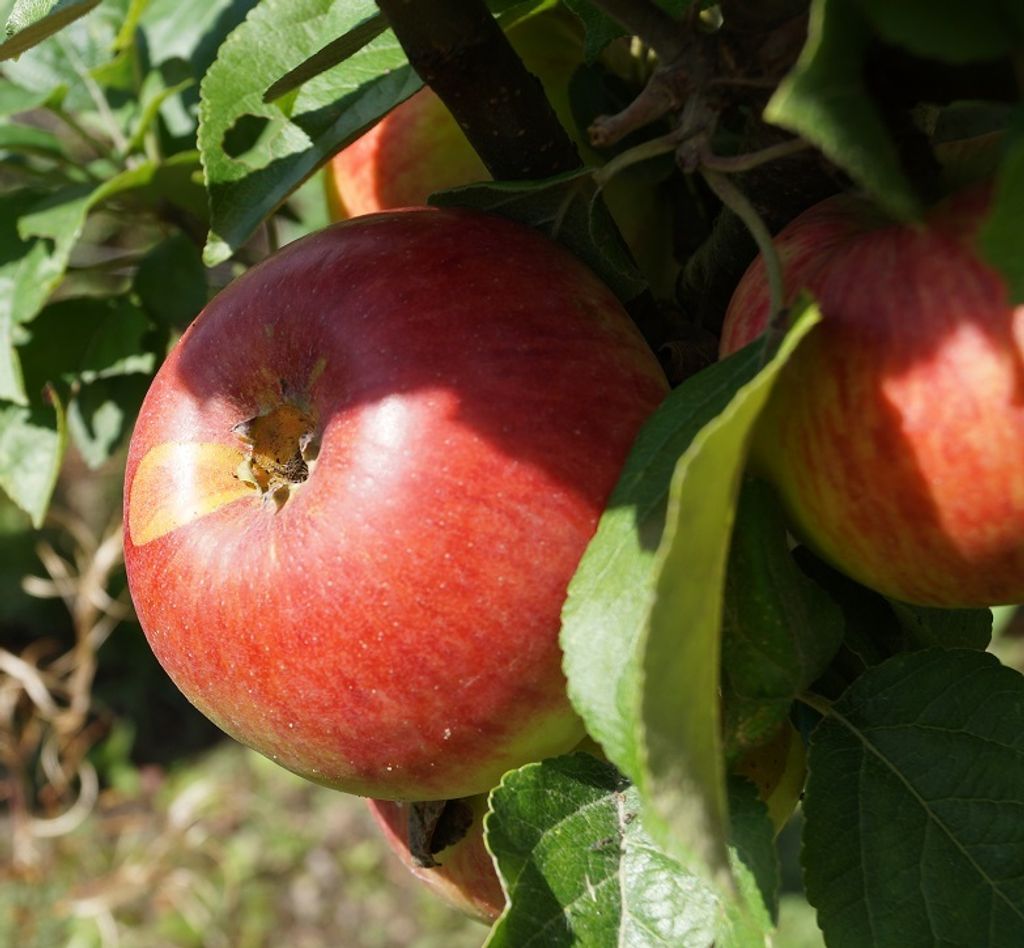 Apfelbaum `Prinz Albrecht von Preußen ́ - 120-140cm im Topf