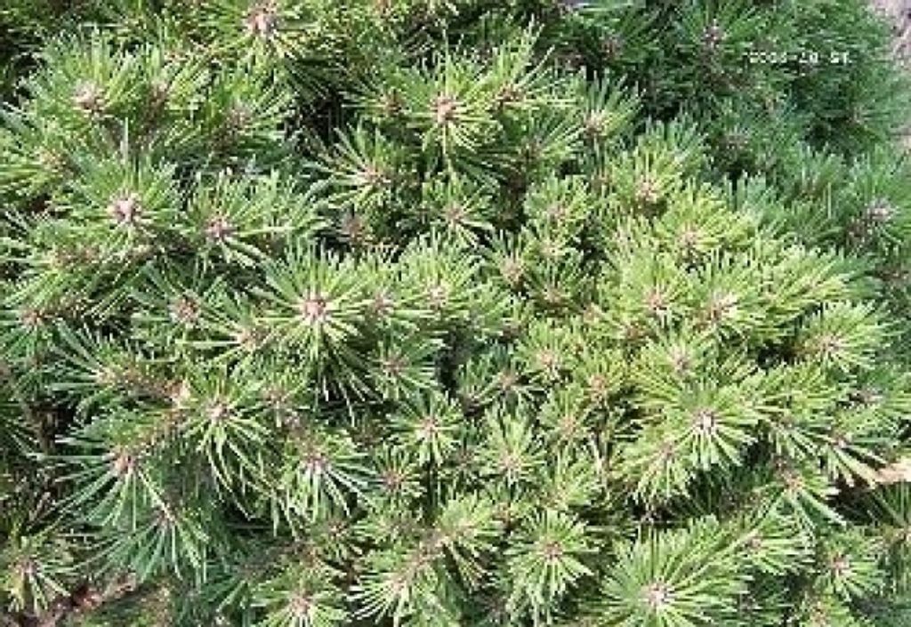Zwergkiefer Pleszew - Pinus mugo Pleszew 20-25cm
