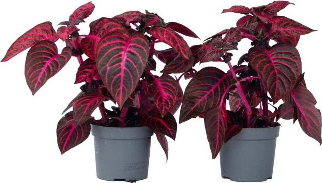 Blutblatt - 2 Stk - Iresine herbstii - Höhe 20-30cm - ⌀13cm Produktbild 